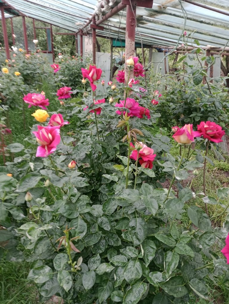 Trandafiri pomișori 17 culori,direct de la producător.