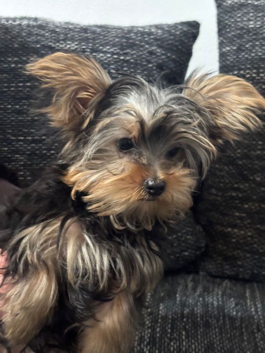 Yorkshire Terrier