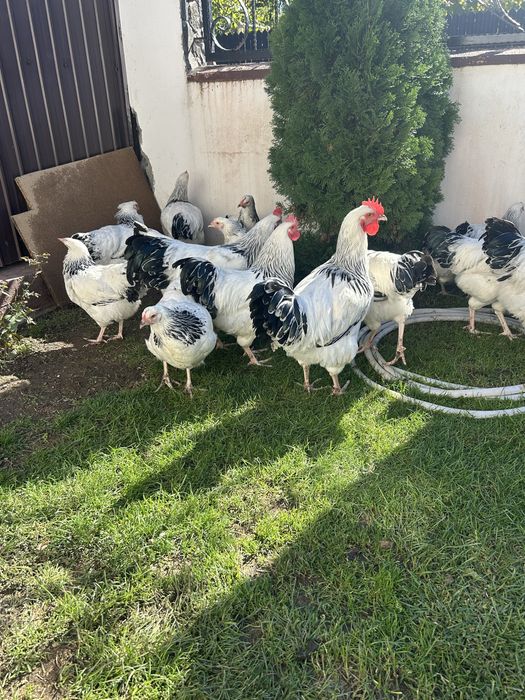 Cocosi sussex de vanzare
