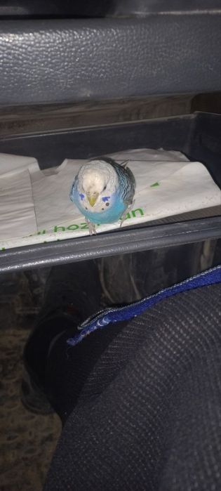 Tuti qush sotiladi narxi 550000