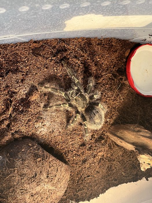 Паук Grammostola aureostriata