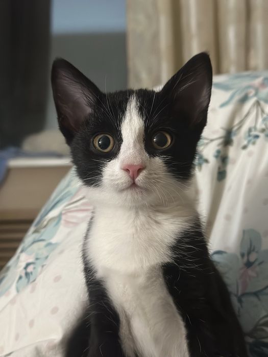 Котенок ищет дом