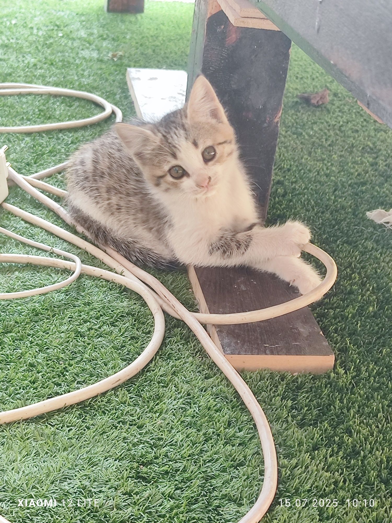 Кошку  и котят отдам в хорошие руки.Кушают корм (kiticat) и домашнюю е