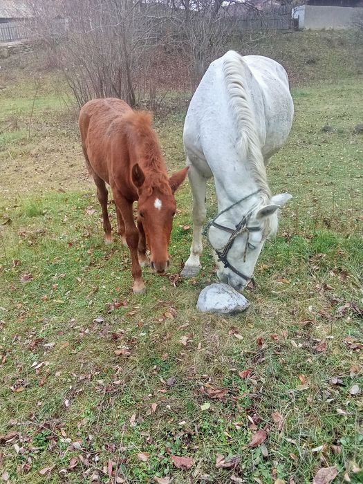 Vând mânză de 4 luni și jumătate 1600  lei