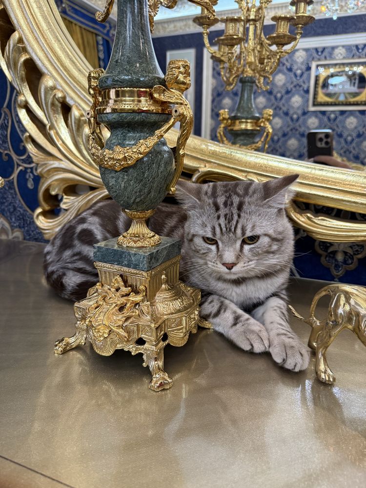 British shorthair