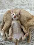 Котята домашние ,игривые,приручные к лотку