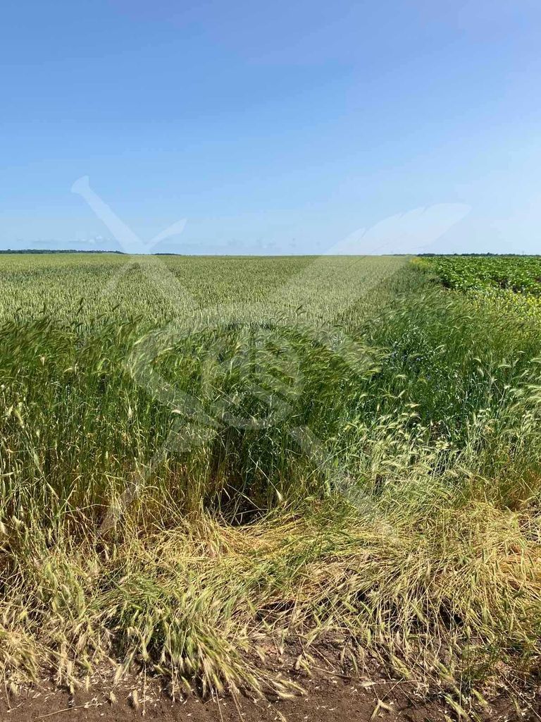 Продава се Парцел в с. Въглен, Област Варна - 9000 кв.м за 3 €/кв.м - Снимка #1
