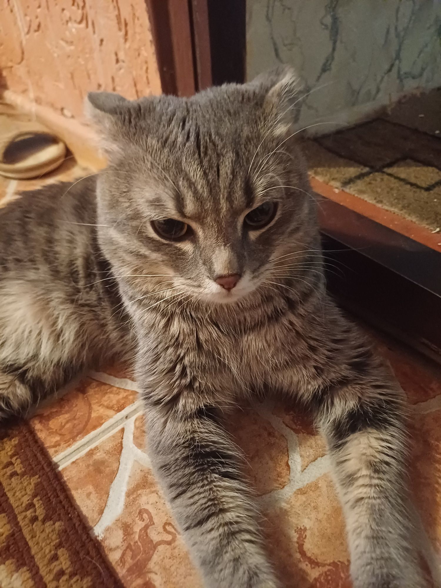 ВЯЗКА вислоухий шотландец
