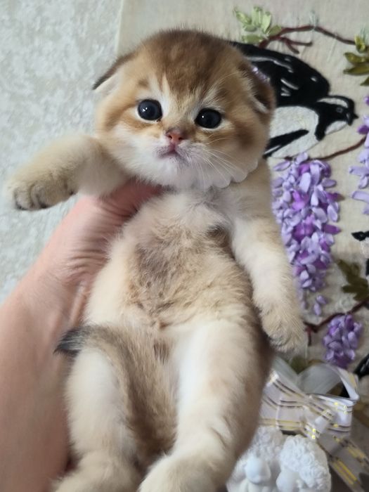 Чистокровные котята