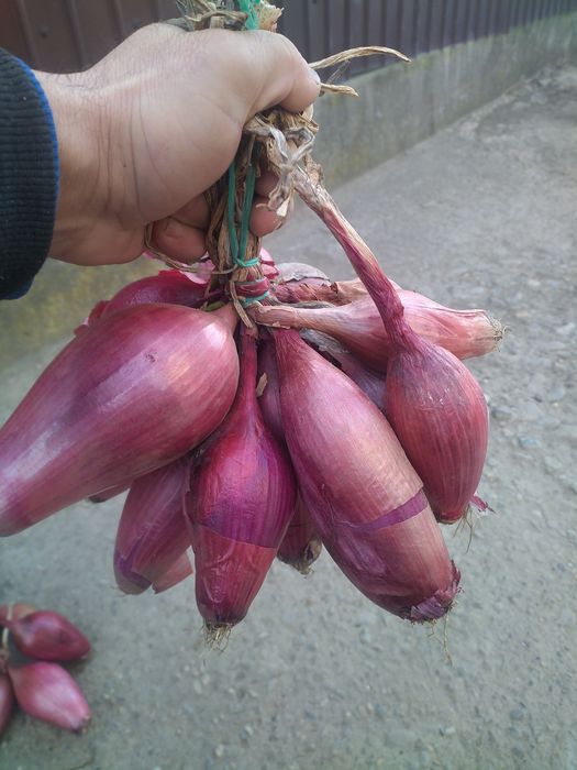 Seminte de ceapa de apa de buzau