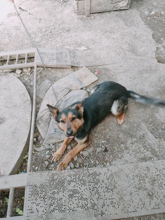 Отдам в добрые руки