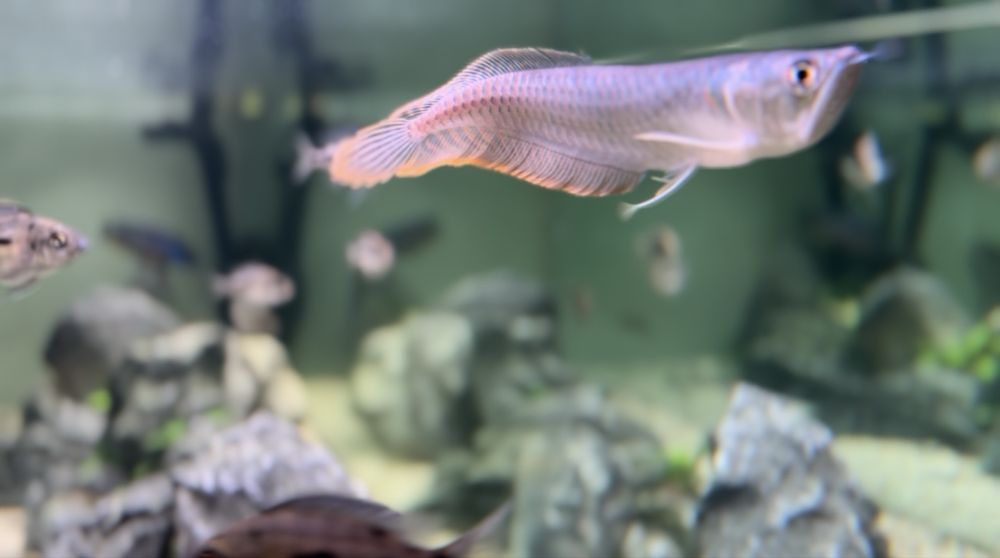 Сребърна арована/silver arowana