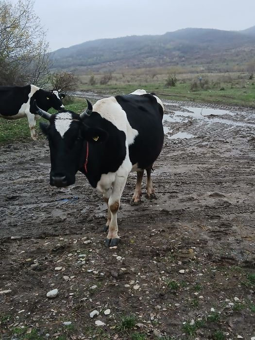 Vacă de vînzare rasa bnr