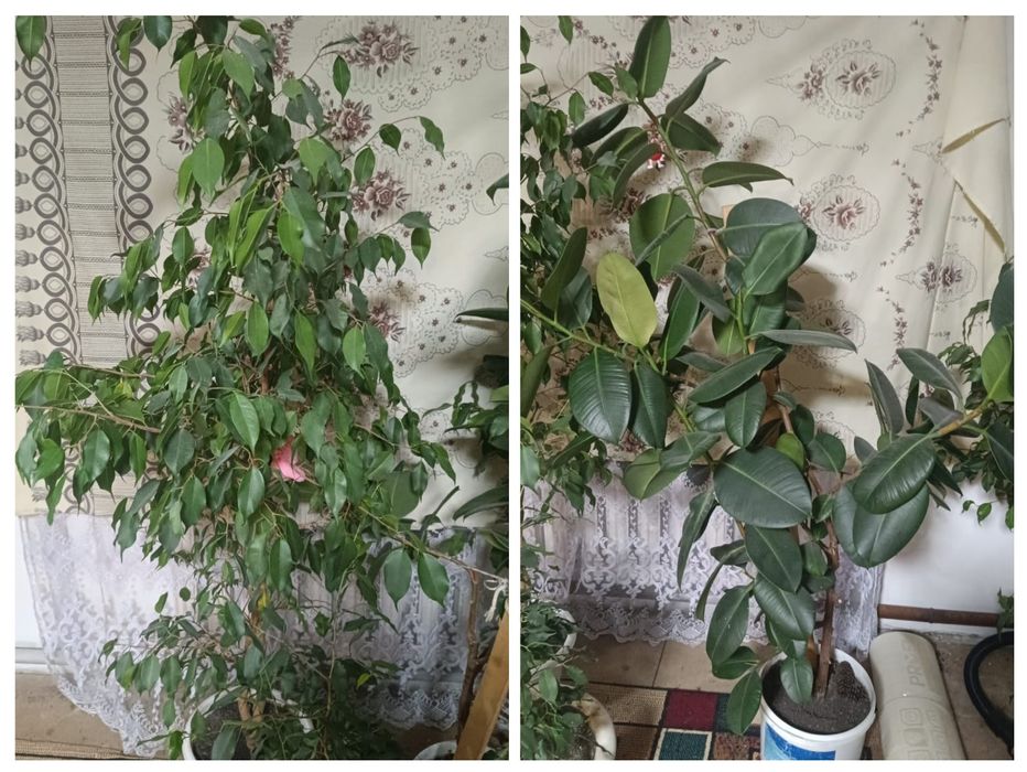 Продам два цветка фикуса