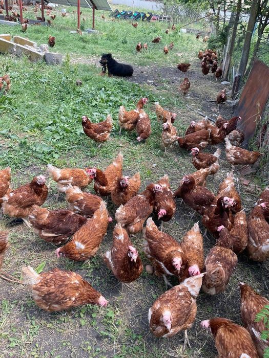 Кокошки ломан браун за яйца