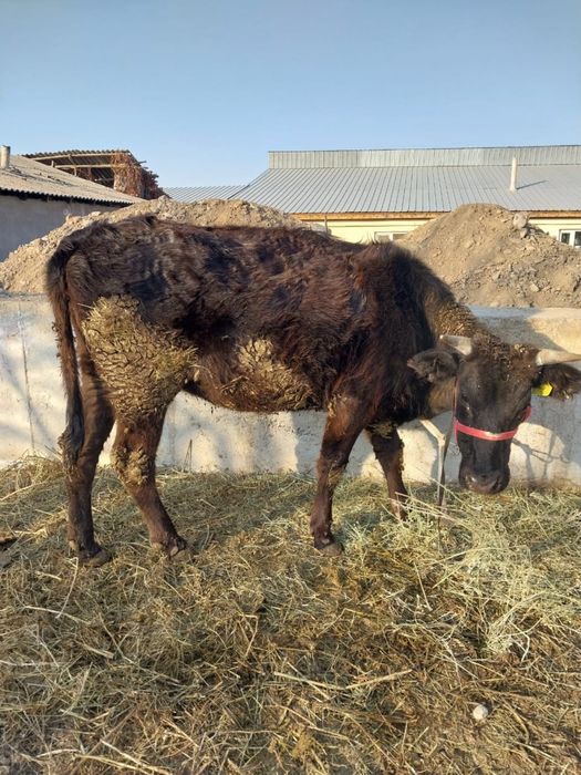 Срочно Продается тёлочка