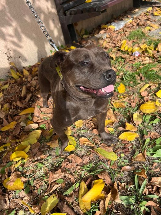 Adoptă o cățelușă Staffi ciocolatie, iubitoare și cuminte