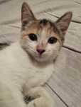Отдам даром Милого Котенка