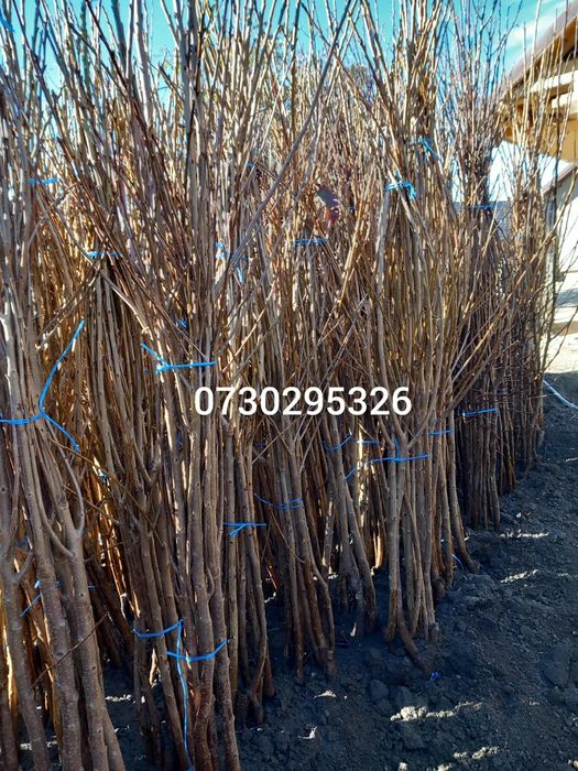 Vând Pomii Fructiferi Altoiți Clasici si Columnari anul 3 de vegetație