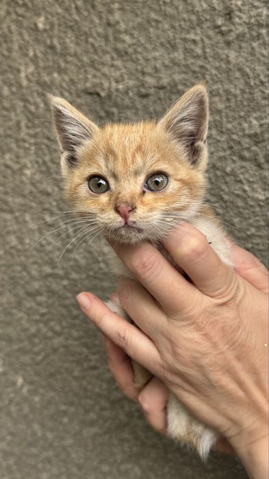 Котик ищит хозяина