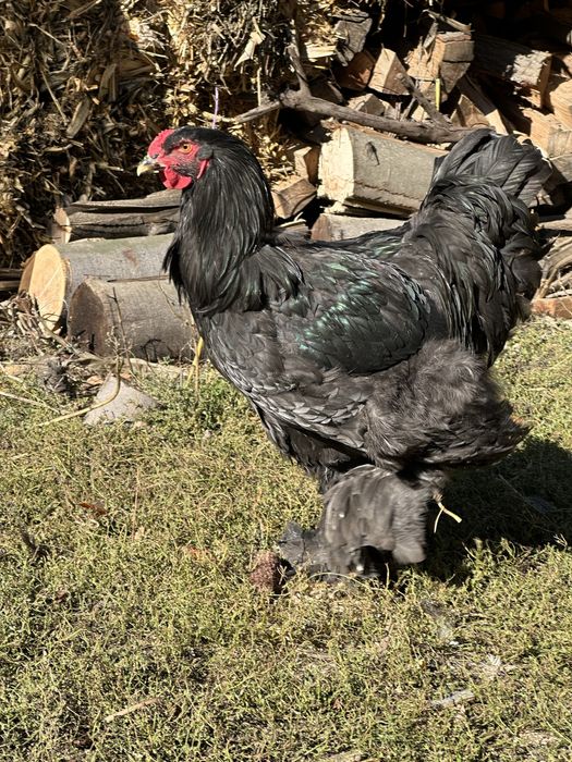 Disponibili cocosi brahma negru si boobat