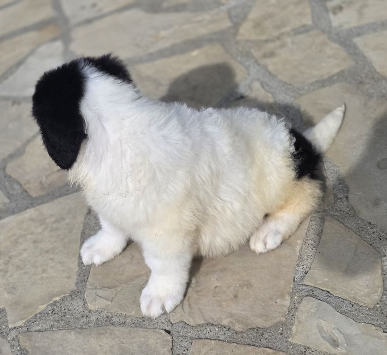Ciobanesc De Bucovina Doar Femele Calitate Maximă