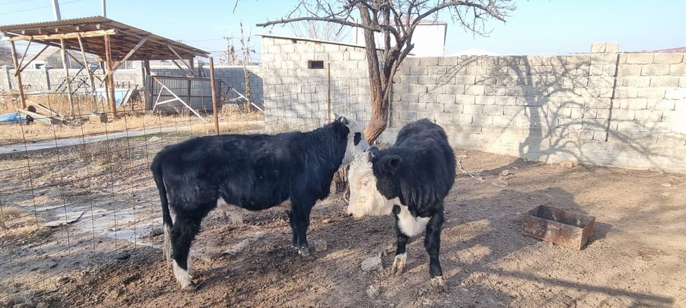 Бұқа сатылады 2 штук