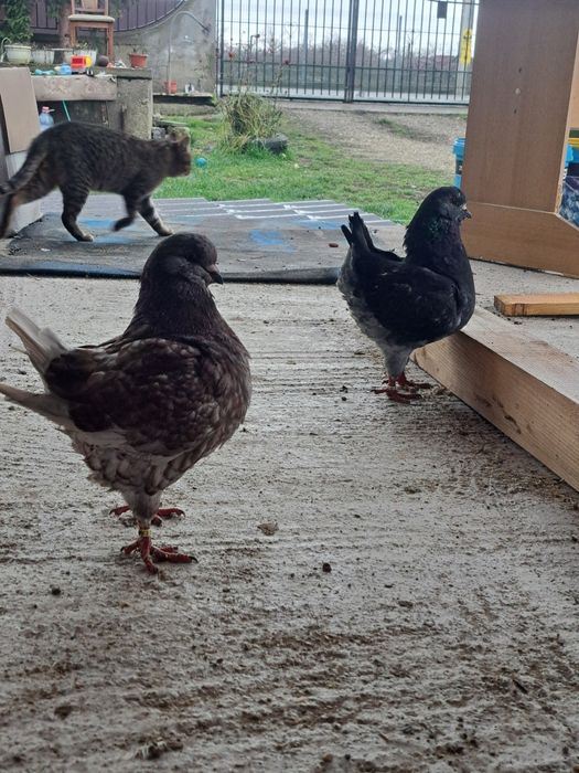 Vând porumbei kingi