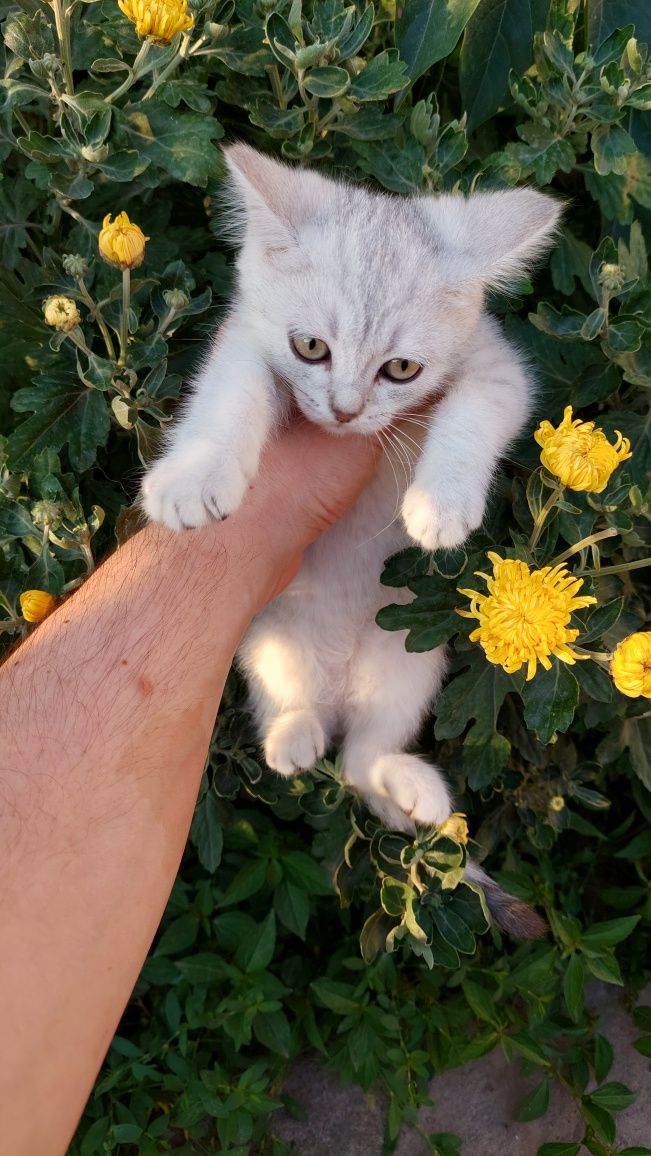 Скотиш фолд ва страйт