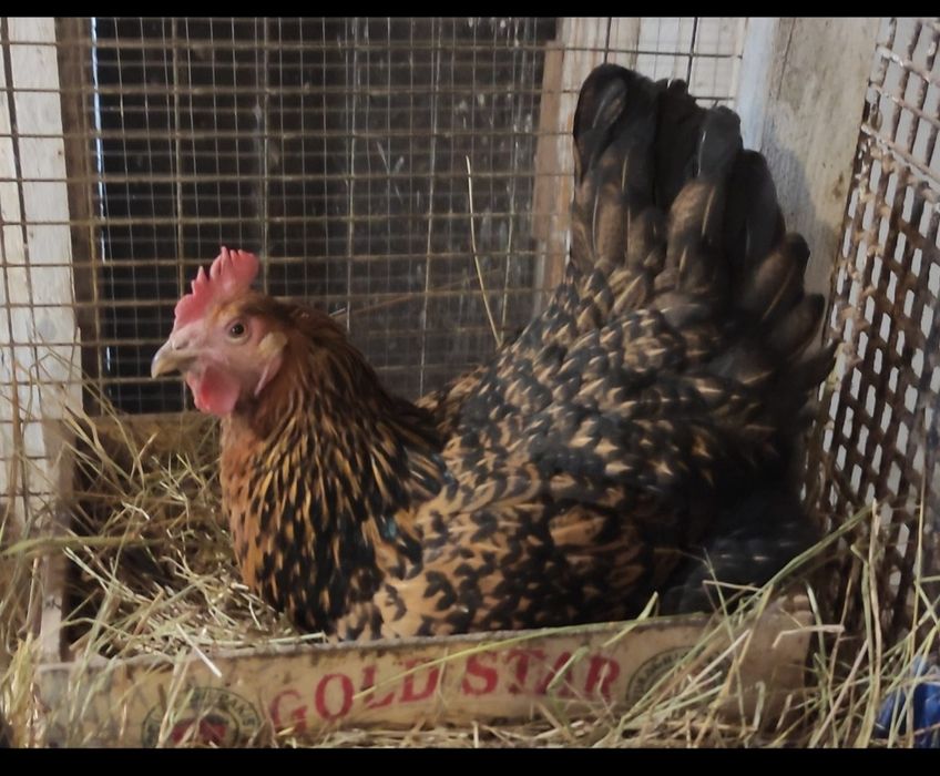 Яйца на инкубацию