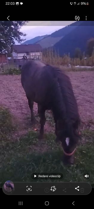 De vânzare mânz negru!