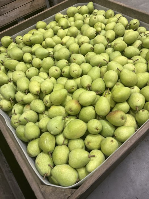 Pere lucas calibrul 65/95