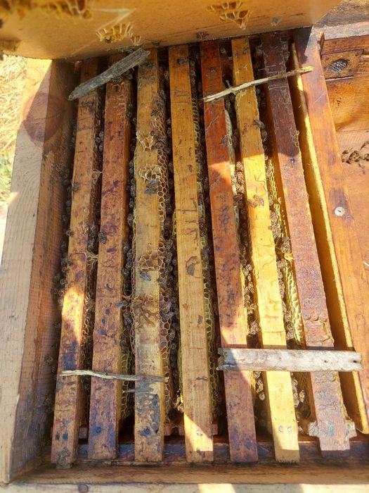 Пчел пчеловодства