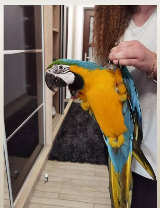 Papagal Ara Ararauna