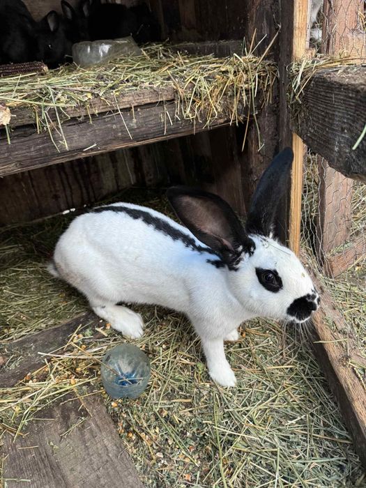 Vand iepuri  diferite mărimi