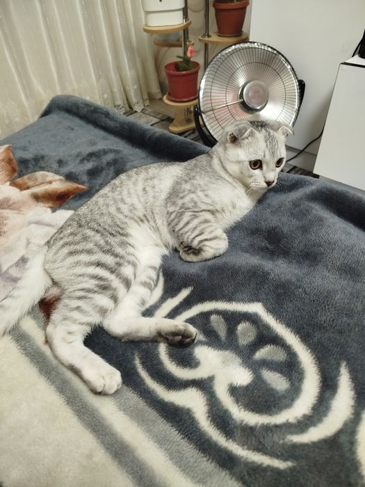 Шотландская вислоухая серебристая шиншилла