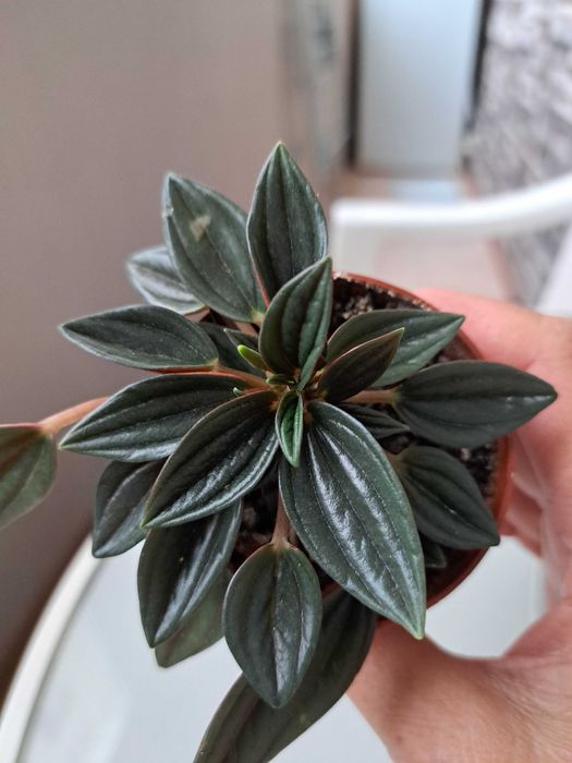 Пеперонмия Rosso