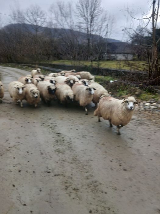 Vând 26 de oi și un berbec
