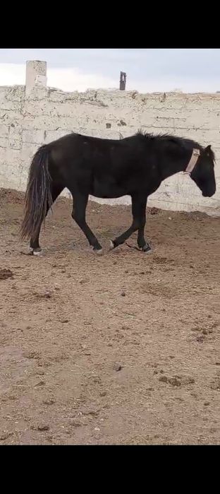 Айғыр сатам! 2023!