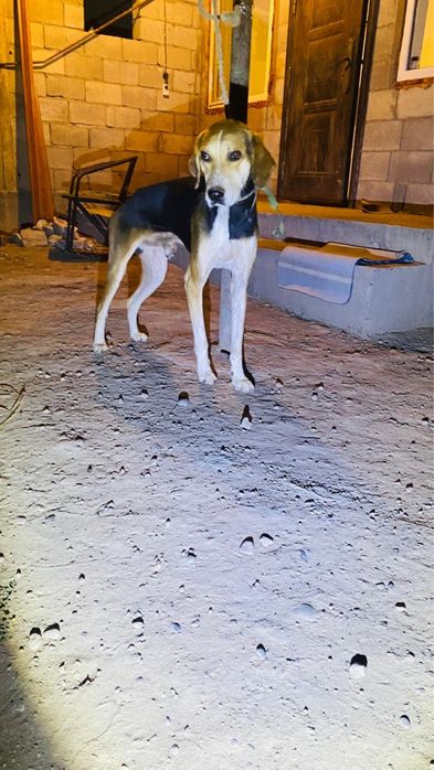 Ганчак сатылады рабочи борсыка тускен