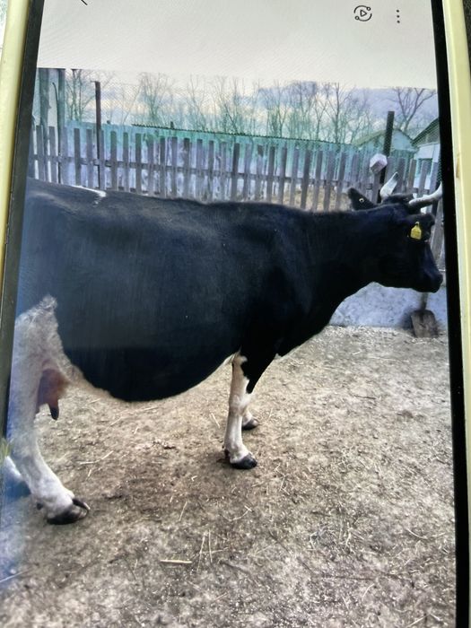 Продам Корову стельную