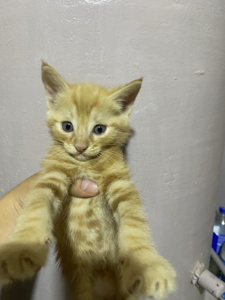 Бесплатно котята