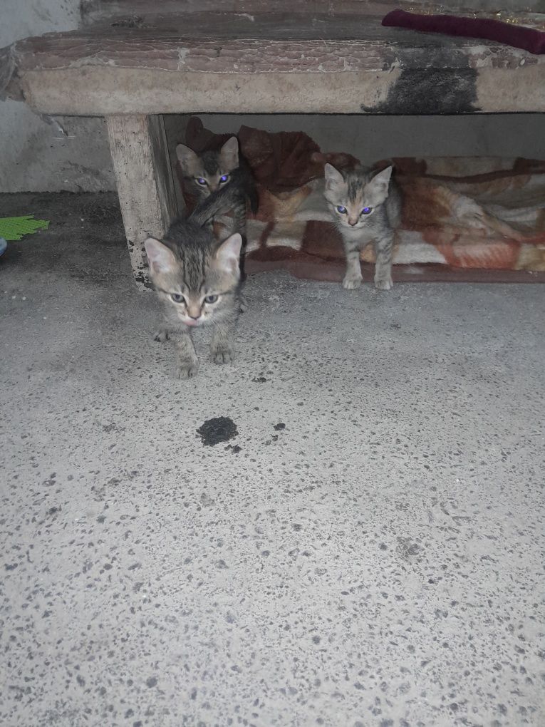 Котята даром бесплатно