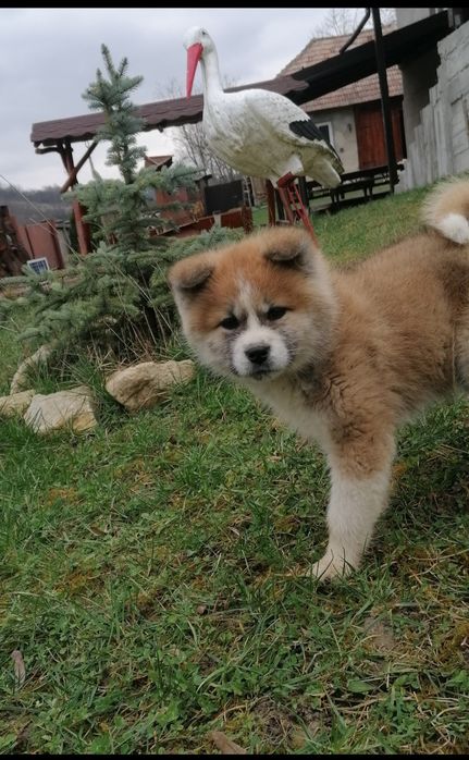 Akita Inu Mascul