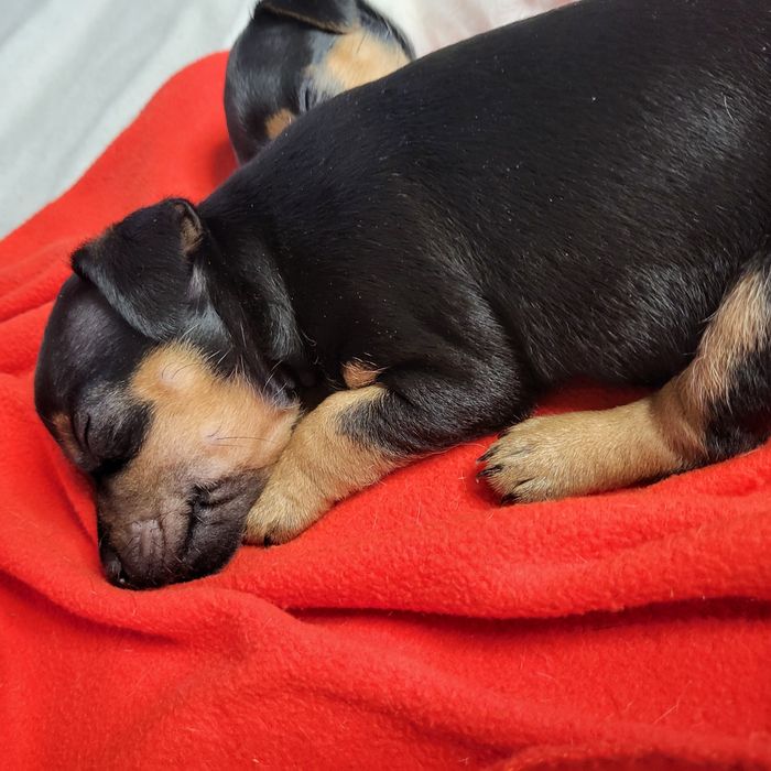 Пинчер немски сърнист