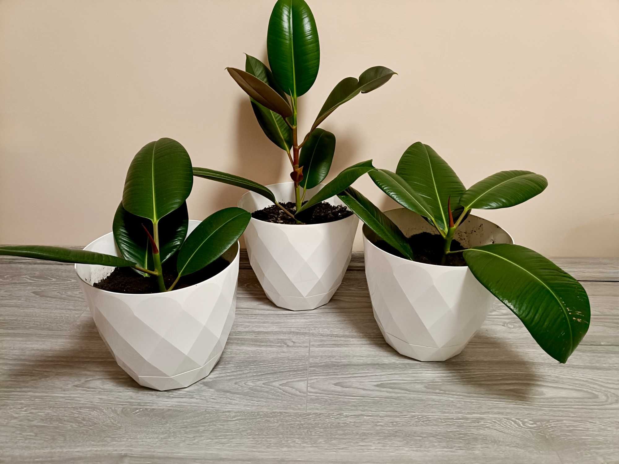 Puieți ficus clasic în pământ special de flori