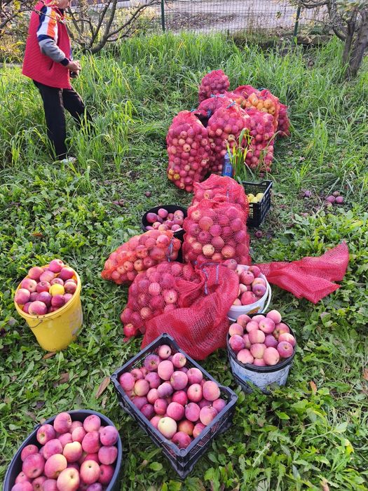 Vând mere nestropite