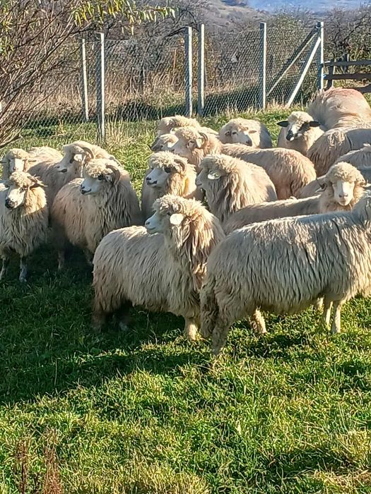 Vand oii bune de tinut