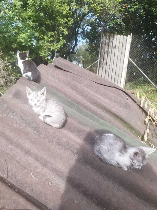 Ofer spre adopție 5 pisoiași drăgălași