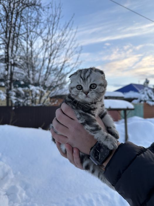 Продам котёнка скоттиш-фолд